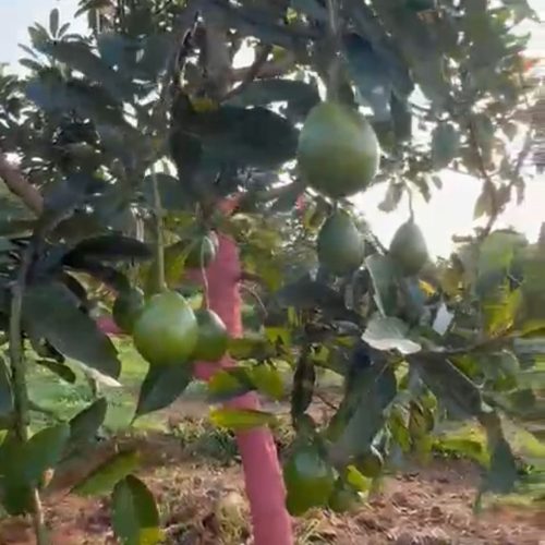WhatsApp Image 2025-08-18 at 18.38.03 - GRATIAS AGRICULTURAL